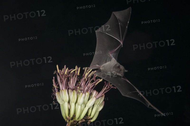 Lesser long-nosed bat