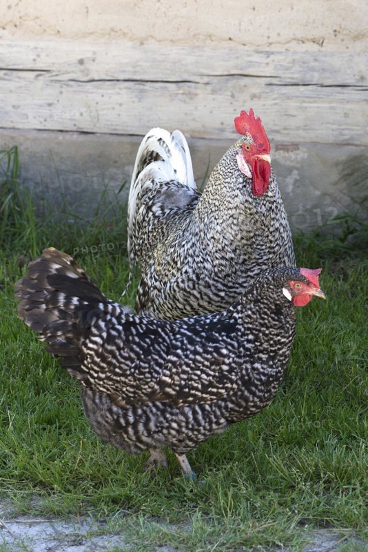 Cock and Hen