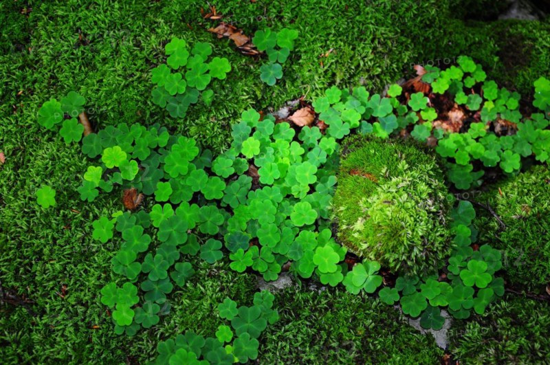 Wood sorrel