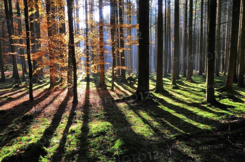 High forest in autumn with backlight