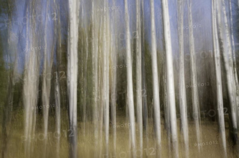 Motion blur of Quaking Aspen