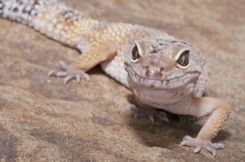 Leopard gecko
