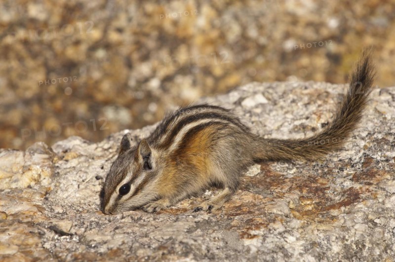 Least chipmunk
