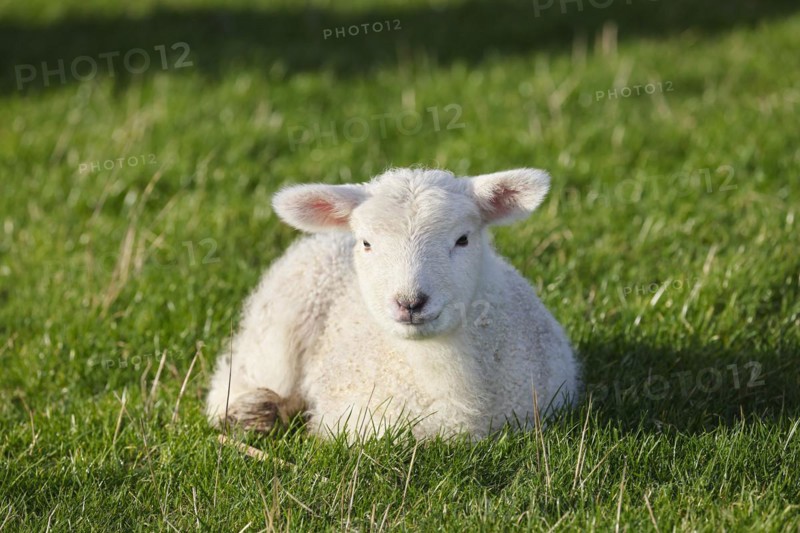 Domestic sheep