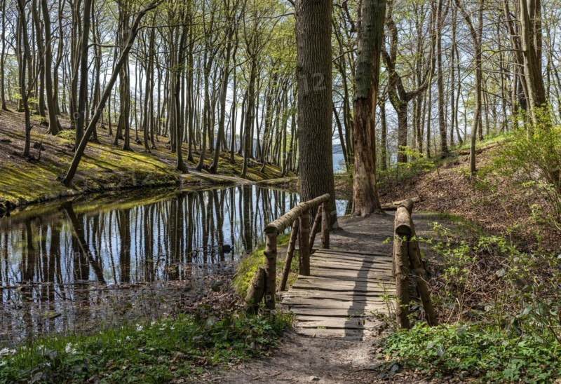 Forest and hiking area near Goehren