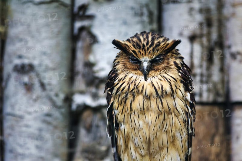 Tawny fish owl