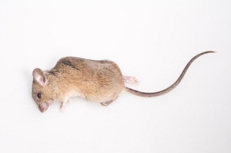 Dead house mouse