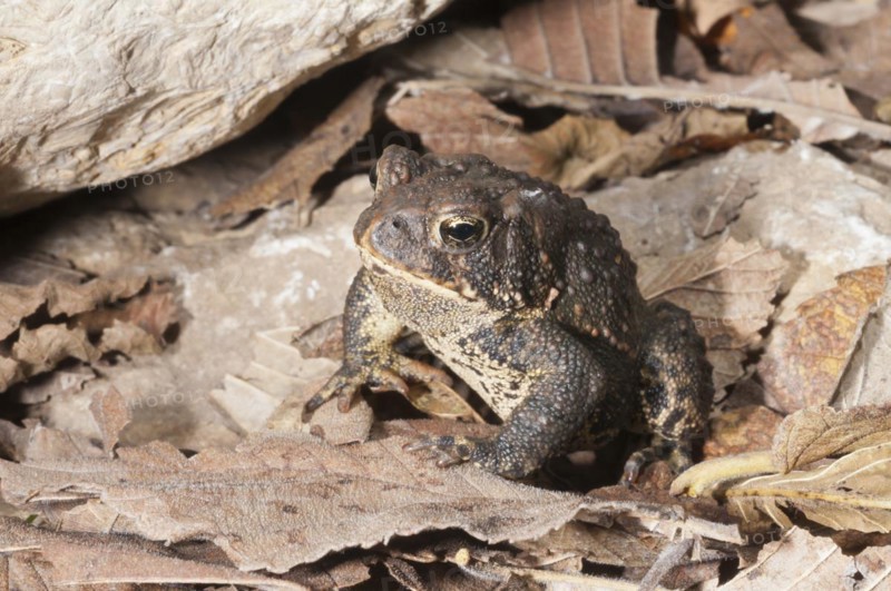 American toad