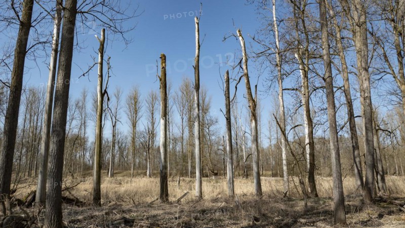 Dead trees in a floodplain forest on the Danube
