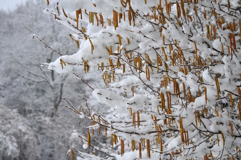 Common hazel