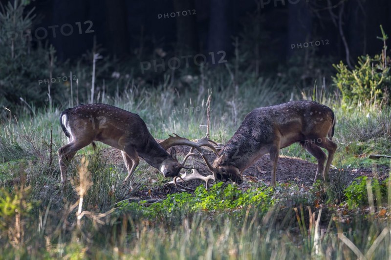 Fallow deer