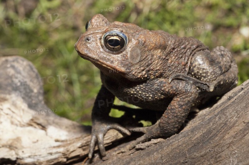 American toad
