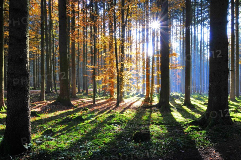 High forest in autumn with backlight