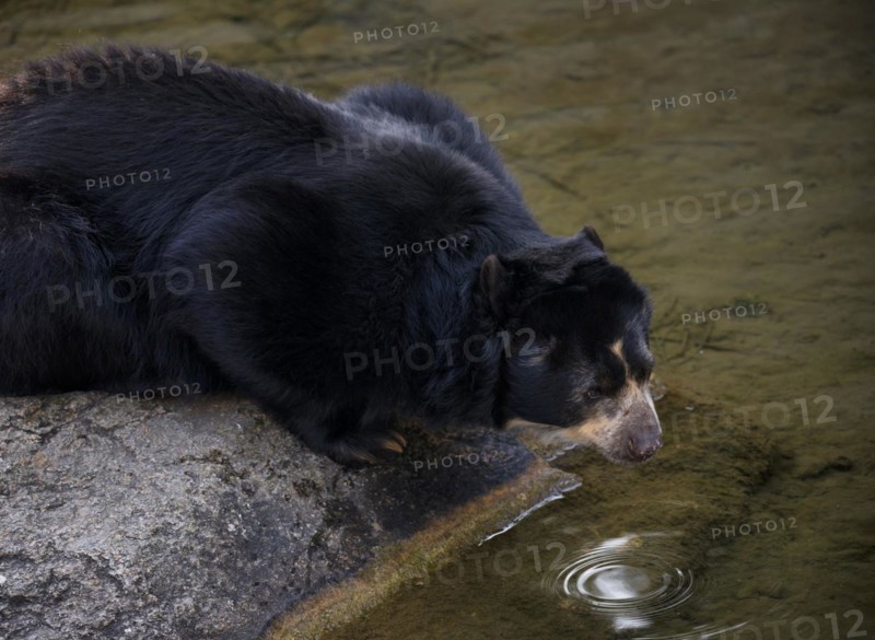 Spectacled bear