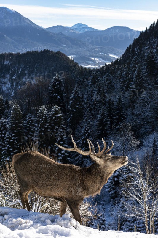 Deer on the Reiseralm near Lenggries