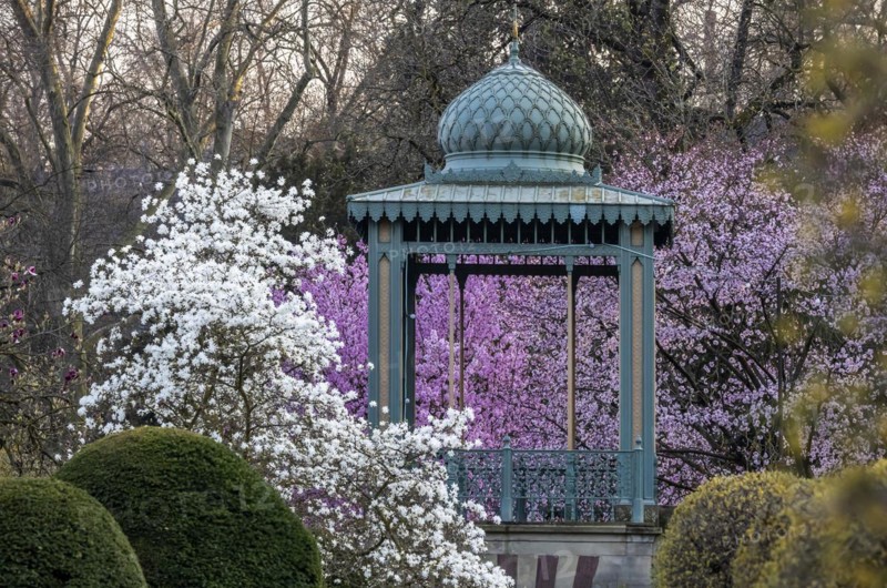 Magnolia blossom in spring