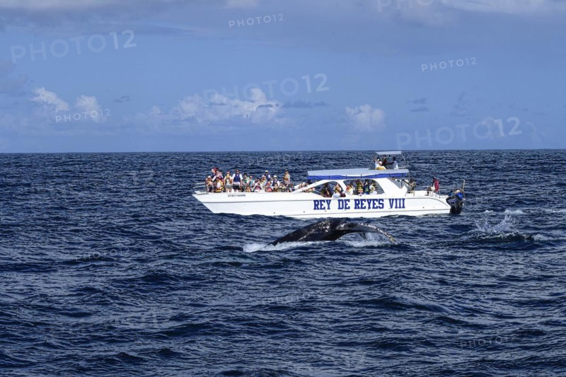 Humpback whale