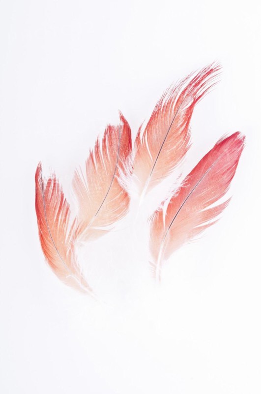 Abstract of Congo African gray parrot