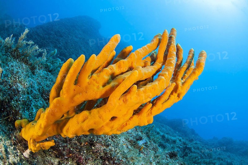 Yellow antlers sponge