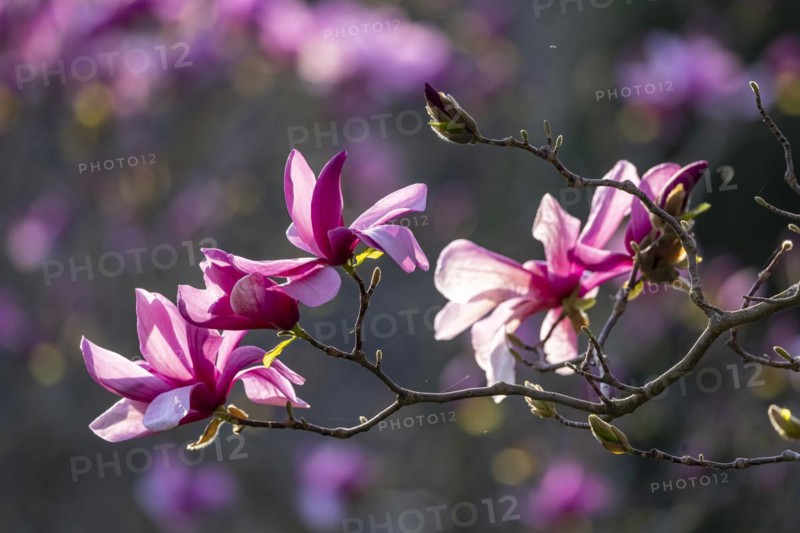 Magnolia blossom in spring