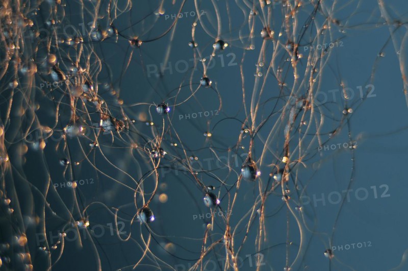 Water drops on hair