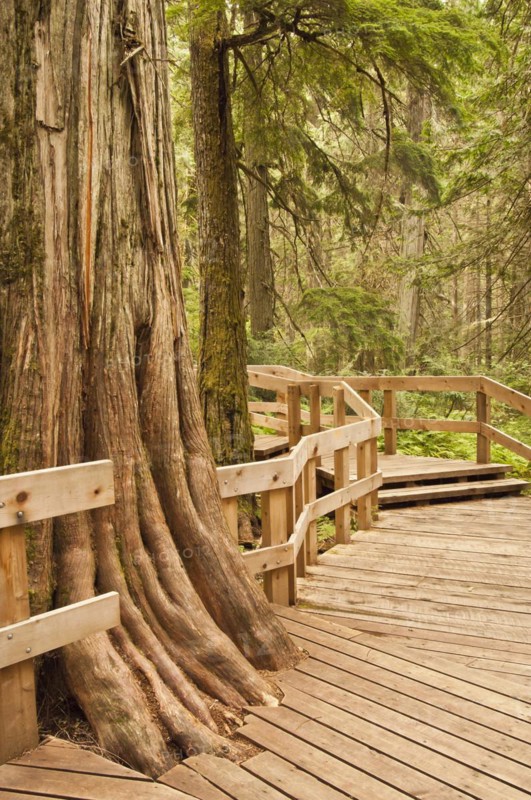 Western red cedar