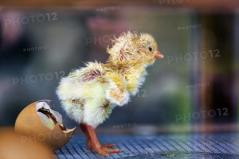 Chicken chick hatches from egg