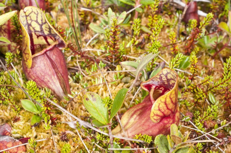 Pitcher plant