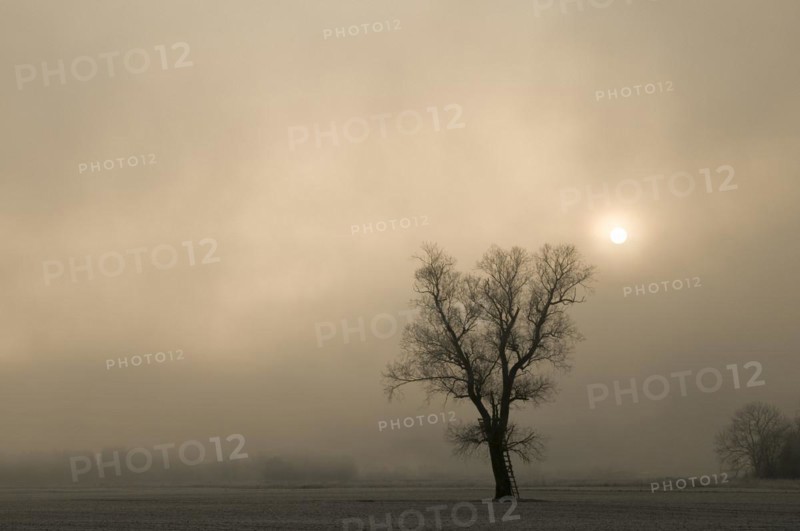 Tree with hunters stand backlit by morning fog
