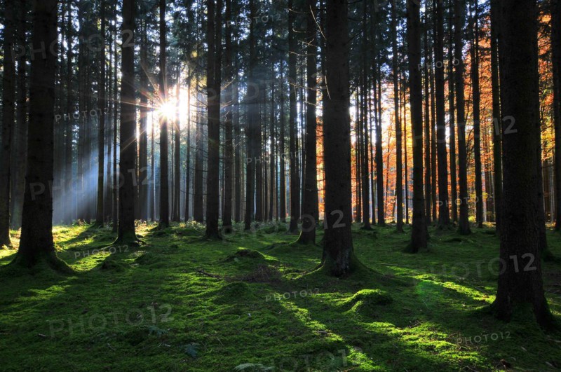 High forest in autumn with backlight