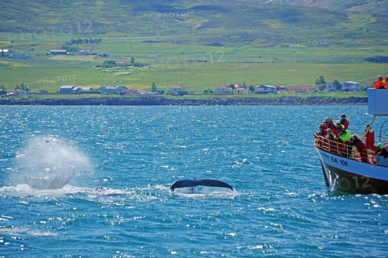 Descending humpback whales in front of a wooden tourist boat