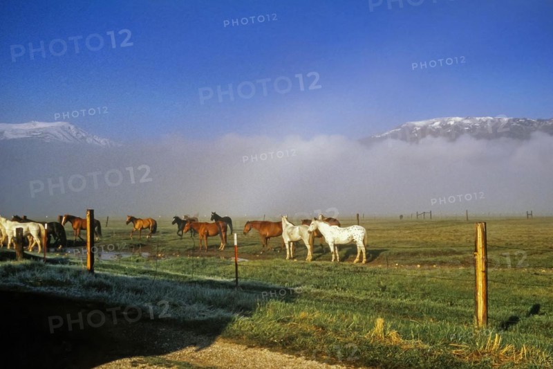 Horse on the ranch pasture