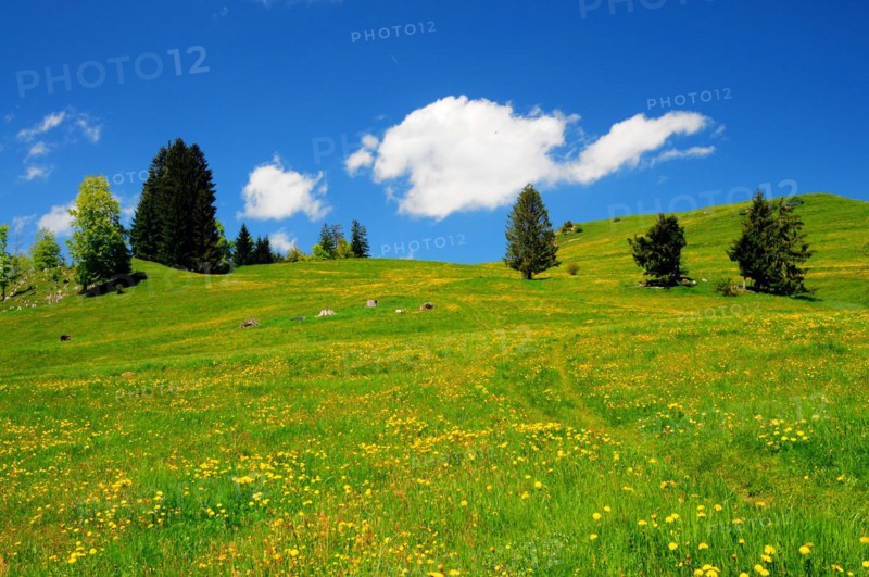 Alpine meadow in summer