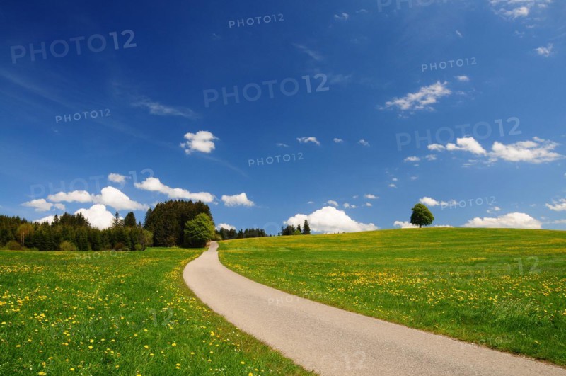 Spring meadow with dandelion and road