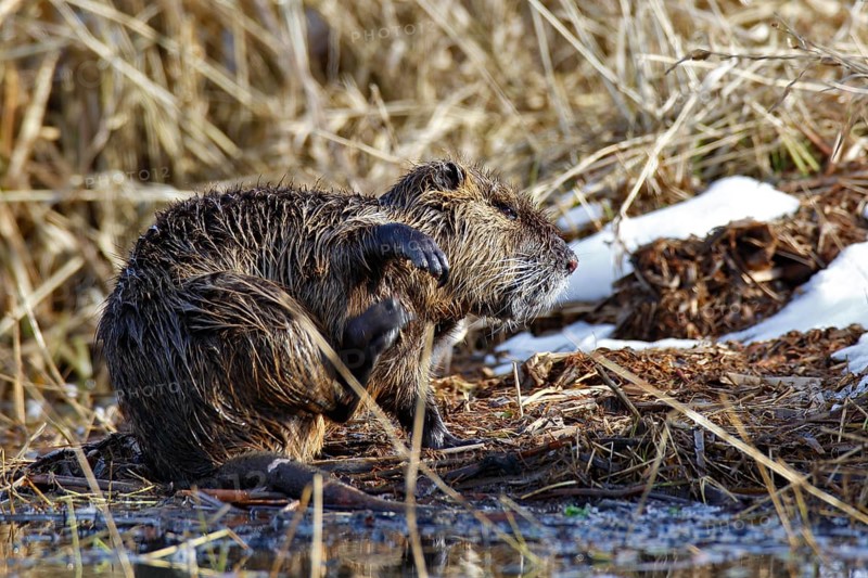 Nutria