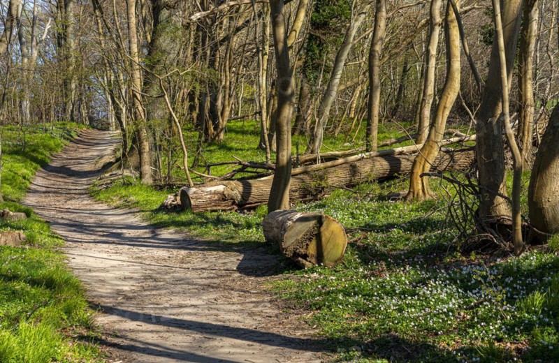 Forest and hiking area near Goehren
