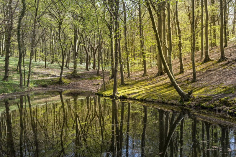 Forest and hiking area near Goehren