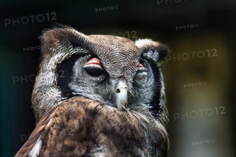Verreauxs eagle-owl