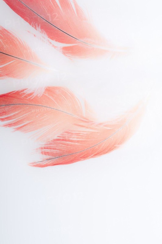 Abstract of Congo African gray parrot