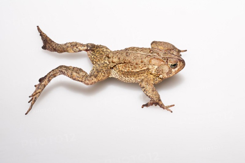 American toad