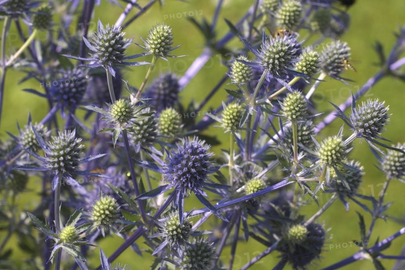 Globe thistle