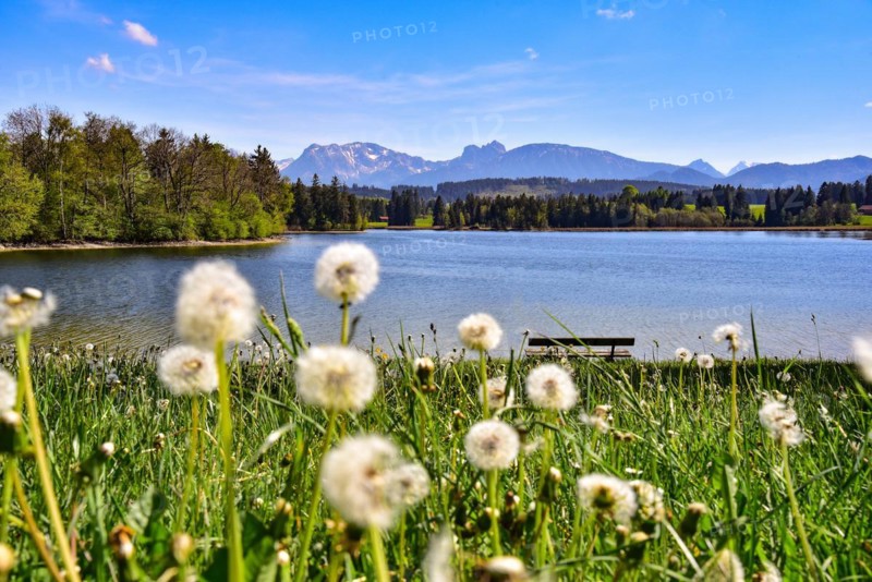 Flower meadow at the Schwaltenweiher near Seeg
