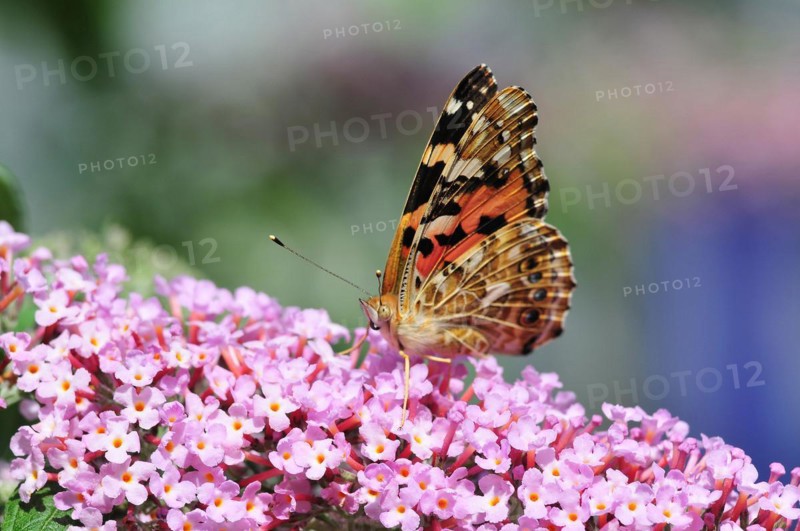 Painted lady