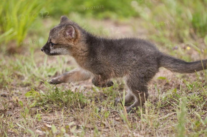 Grey fox