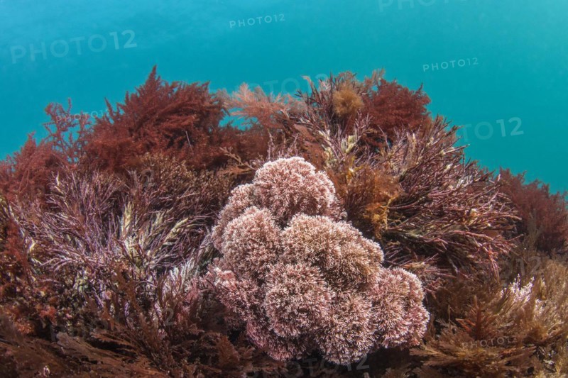 Red algae