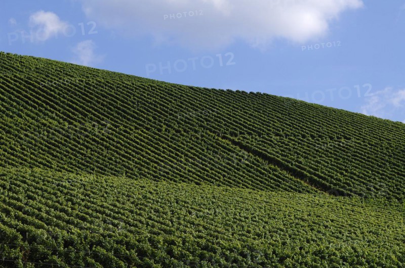 Vineyards against cloudy sky