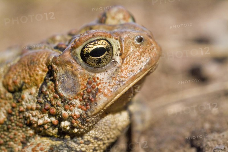 American toad