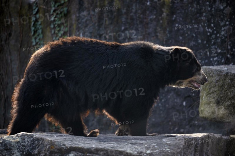 Spectacled bear