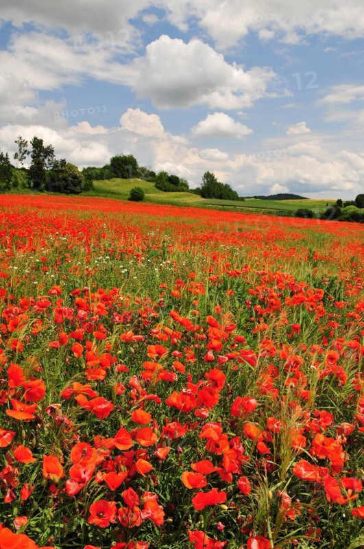 Field with poppy flowers