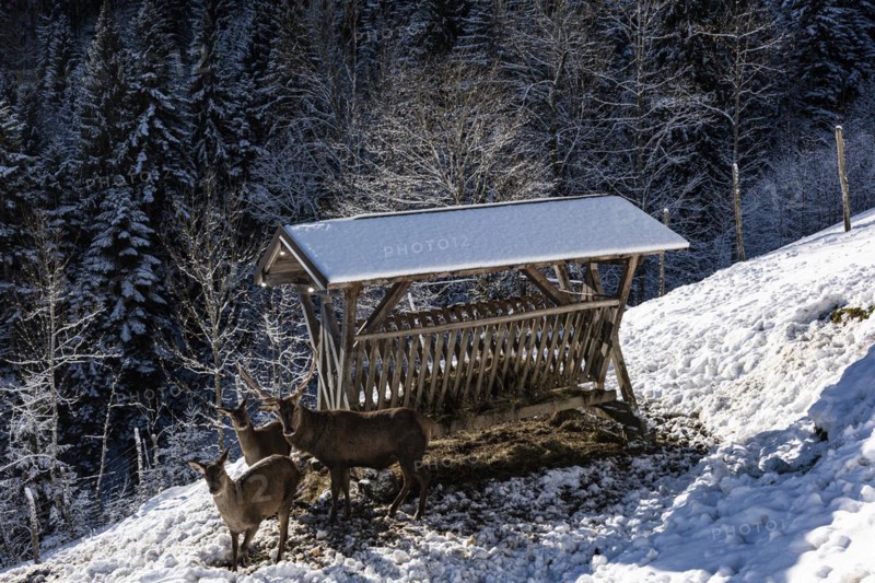 Deer feeding at the Reiseralm near Lenggries